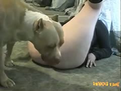 Dog for white bitch